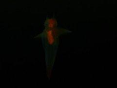 Ice Diving Trip 2011